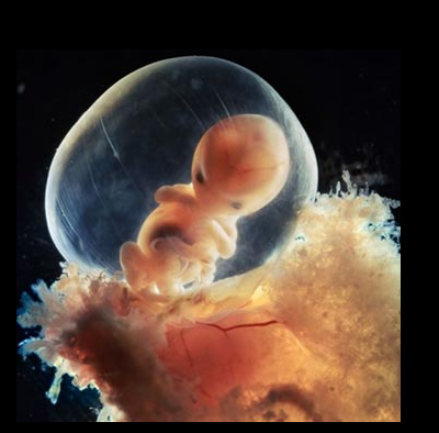 图文讲解胎儿在妈妈肚子里的生长过程!