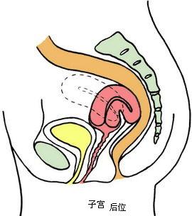 宫颈压迫直肠图图片