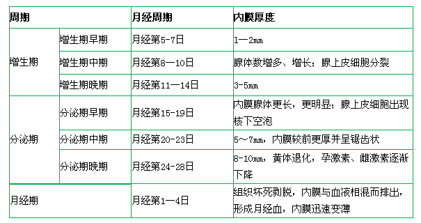 子宫内膜厚度变化图图片